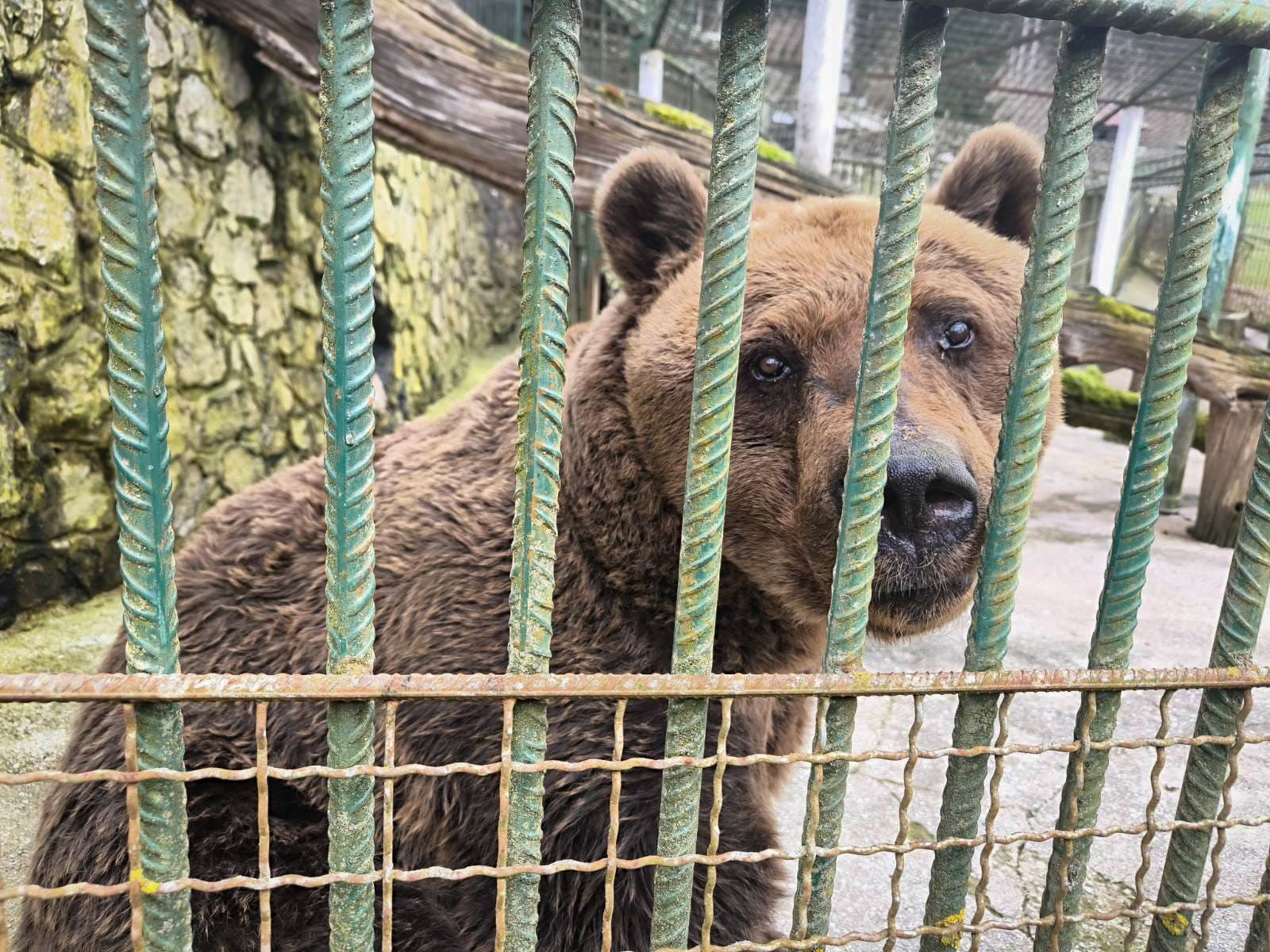 Der niedliche Senior 