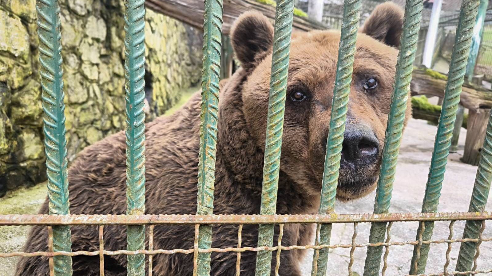 Gitterstäbe und Betonböden gehören der Vergangenheit an, süßer Felix!