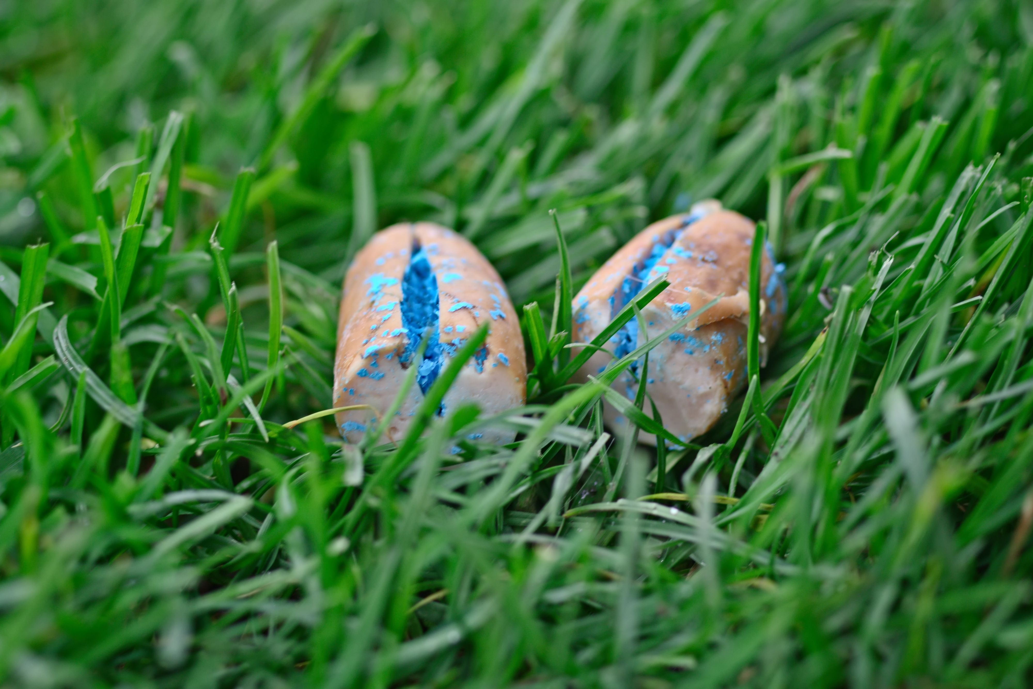 Auf einer Spazierwiese in Graz-Andritz wurden Giftköder gefunden. Symbolbild.