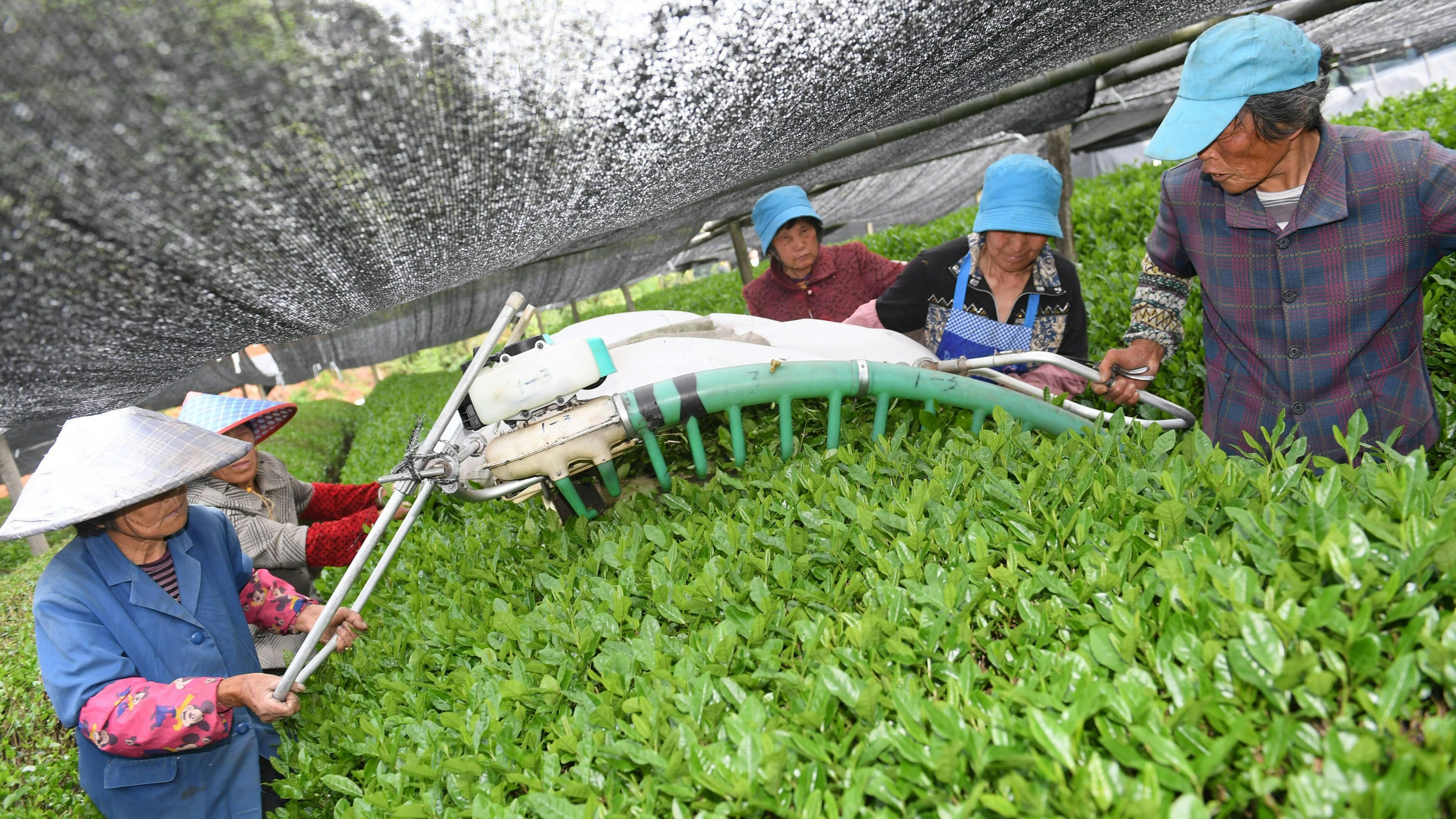 220420 -- SHAOXING, April 20, 2022 -- Farmers harvest tea leaves at a tea garden in Shaoxing, east China s Zhejiang Province, April 20, 2022. Spring tea harvest season has started at a matcha producing base in Fusheng Township of Shaoxing. Since 1993, the township has cooperated with Japanese enterprises to introduce steamed tea and matcha production lines. At present, the tea company in Fusheng Township owns nearly 10,000 mu about 667 hectares of standardized tea gardens with a yearly matcha output of about 800 tonnes, which helped more than 500 local farmers increase income.  CHINA-ZHEJIANG-SHAOXING-MATCHA BASE CN WengxXinyang PUBLICATIONxNOTxINxCHN 
