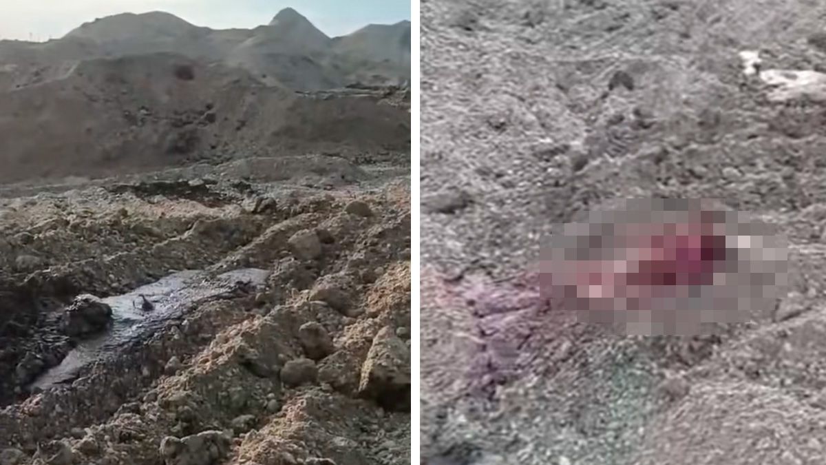 Tausende Rinder sollen in diesem Massengrab in Ungarn notdürftig verscharrt worden sein