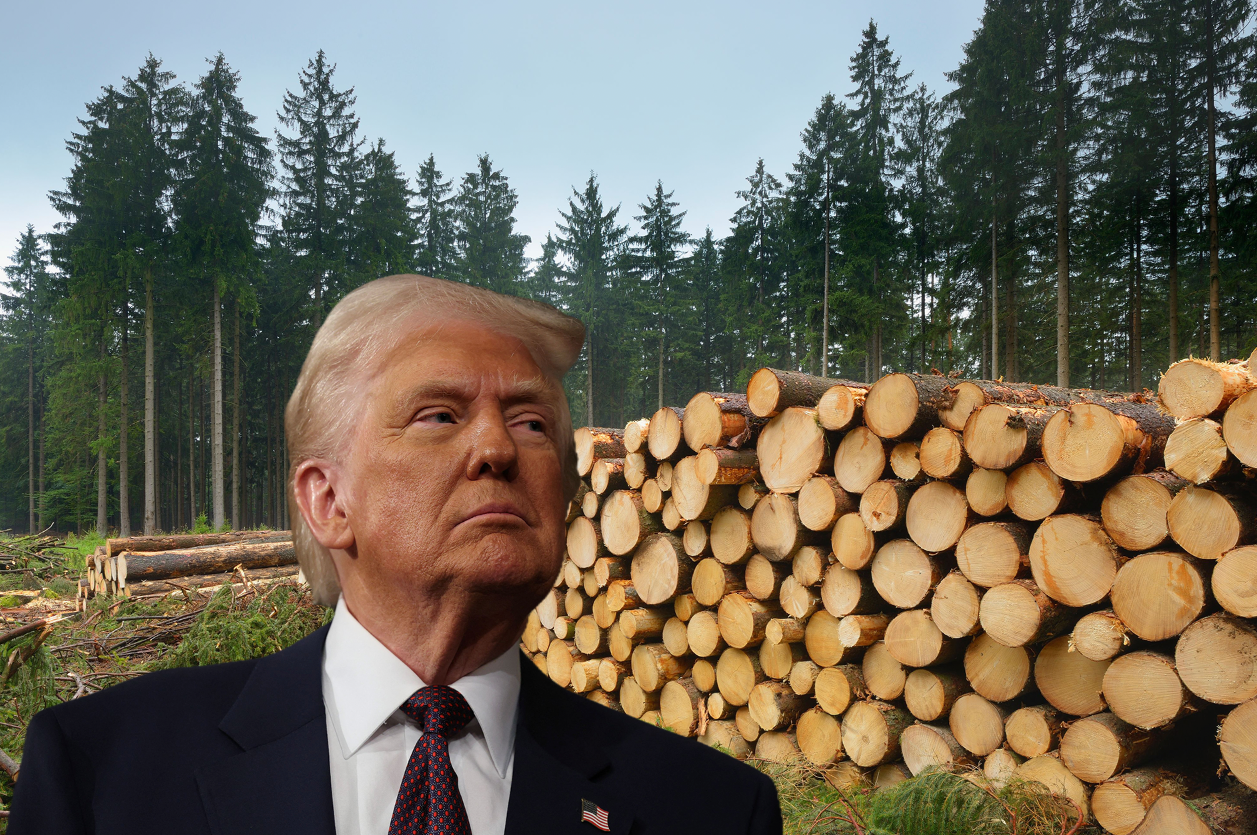 Nächste Begehrlichkeit: Donald Trump schielt auf den Waldreichtum der USA.