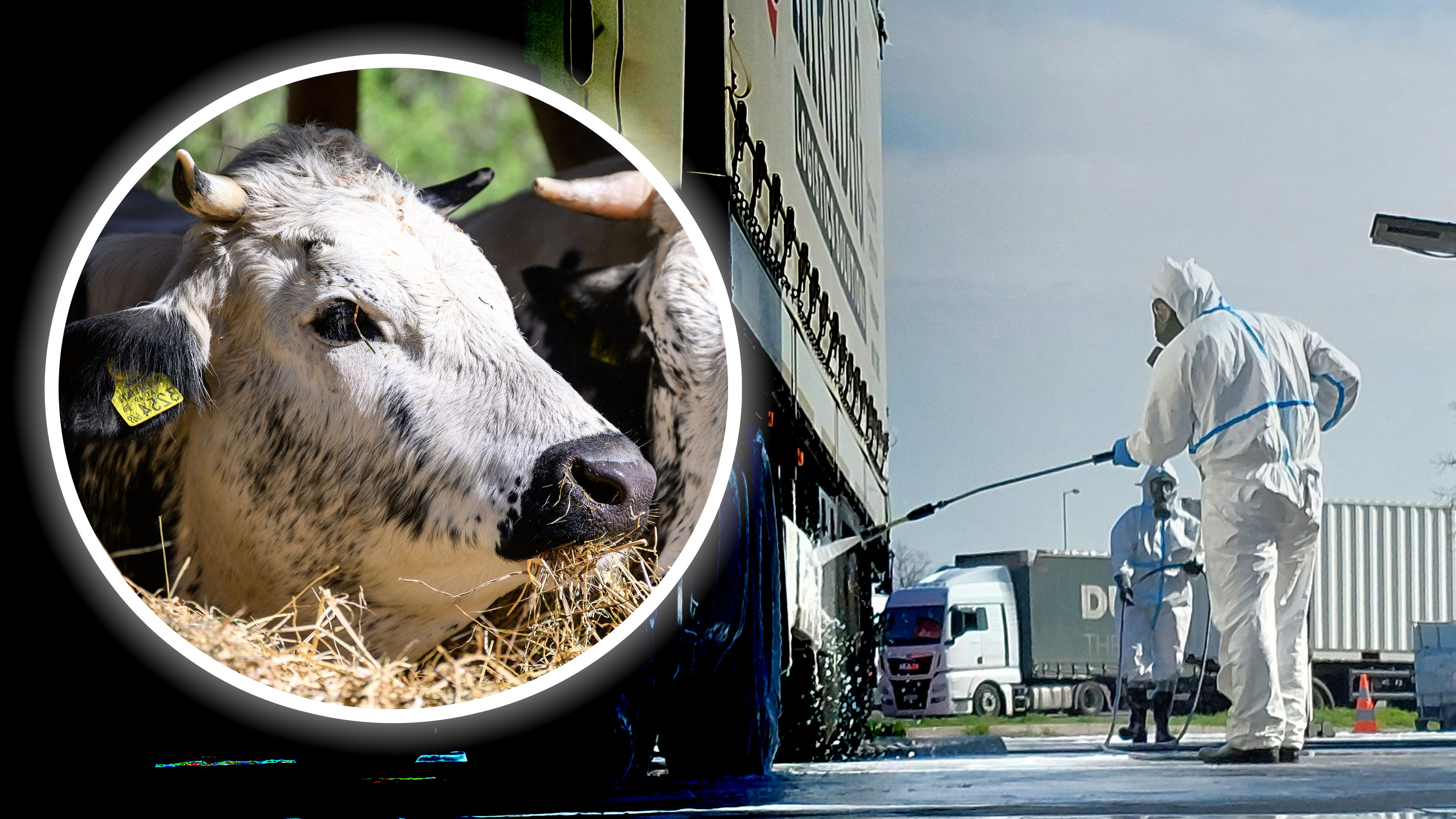 In Ungarn kam es zuvor zu Ausbrüchen der für Tiere gefährlichen Maul- und Klauenseuche. Das zuständige Ministerium weitete deshalb die Maßnahmen aus.