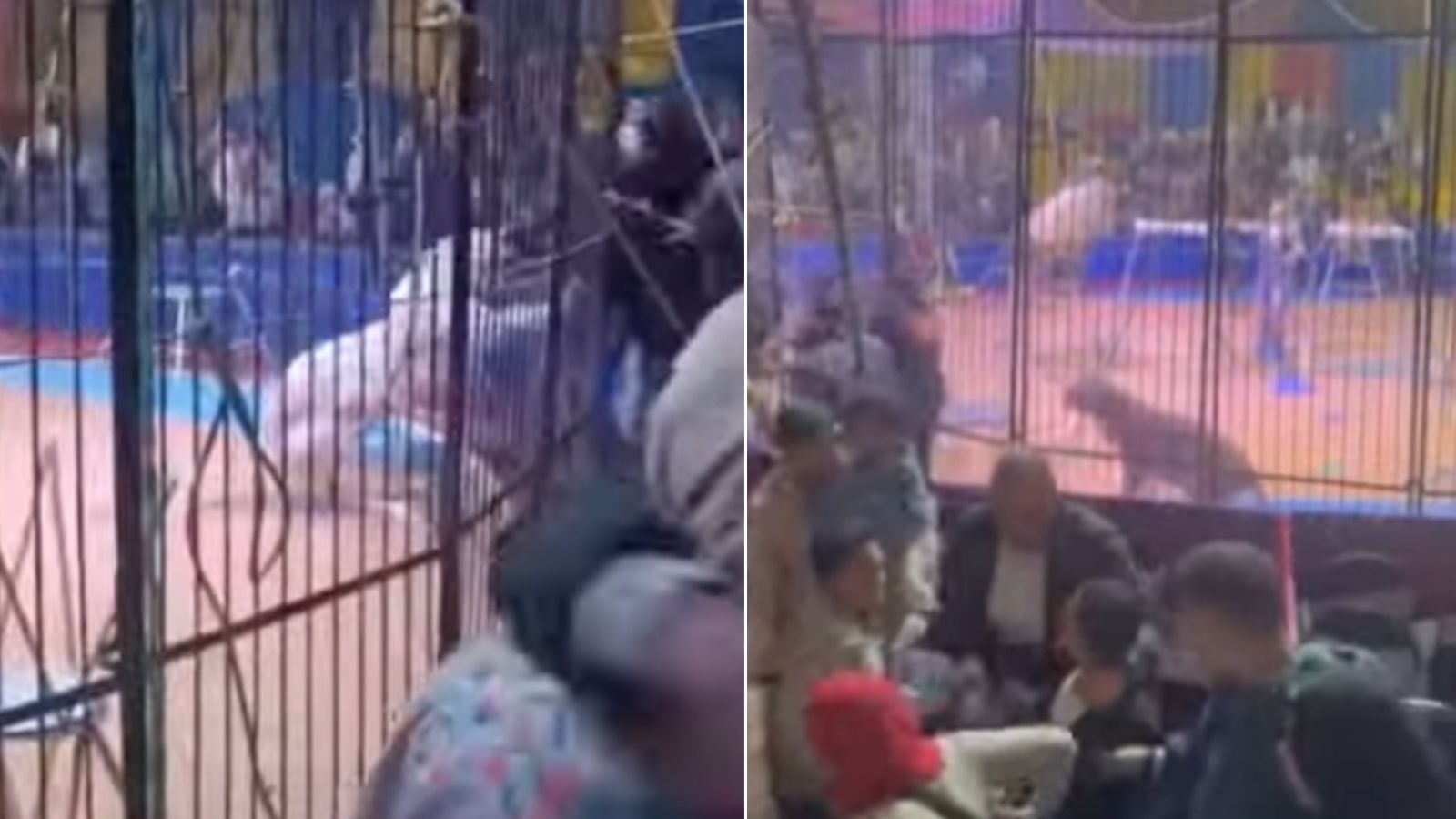 Der Zirkus-Mitarbeiter wurde bei der Tiger-Attacke schwerst verletzt.