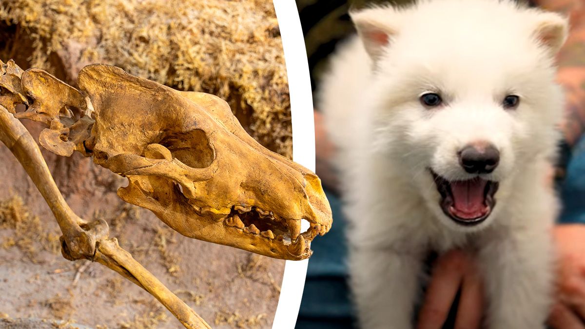 Der sogenannte Dire Wolf starb vor rund 10.000 Jahren aus. Jetzt heult er wieder.