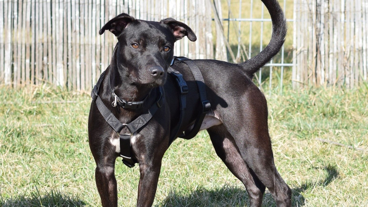 Jungspund Kalvin wartet auf ein neues Zuhause.