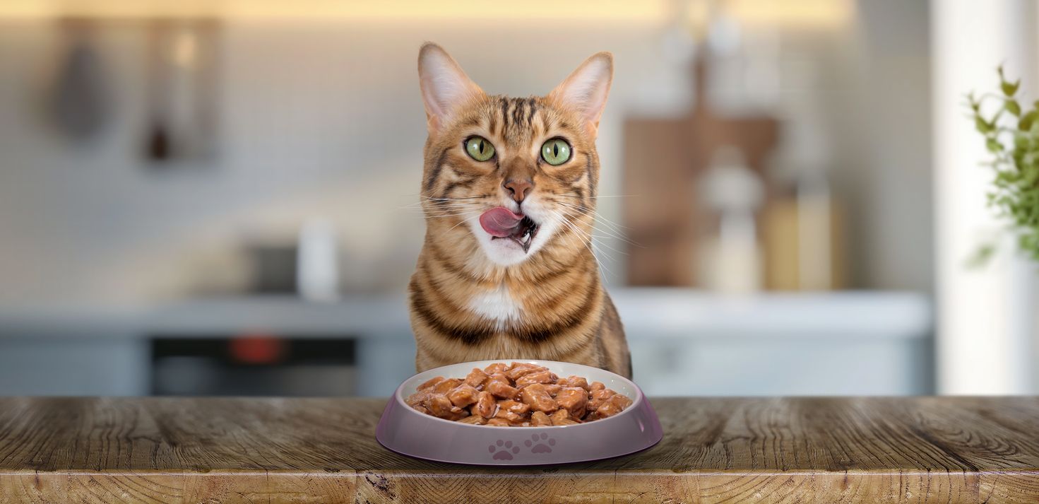 Mag die Katze wirklich gerne gemeinsam mit uns am Tisch sitzen und fressen?