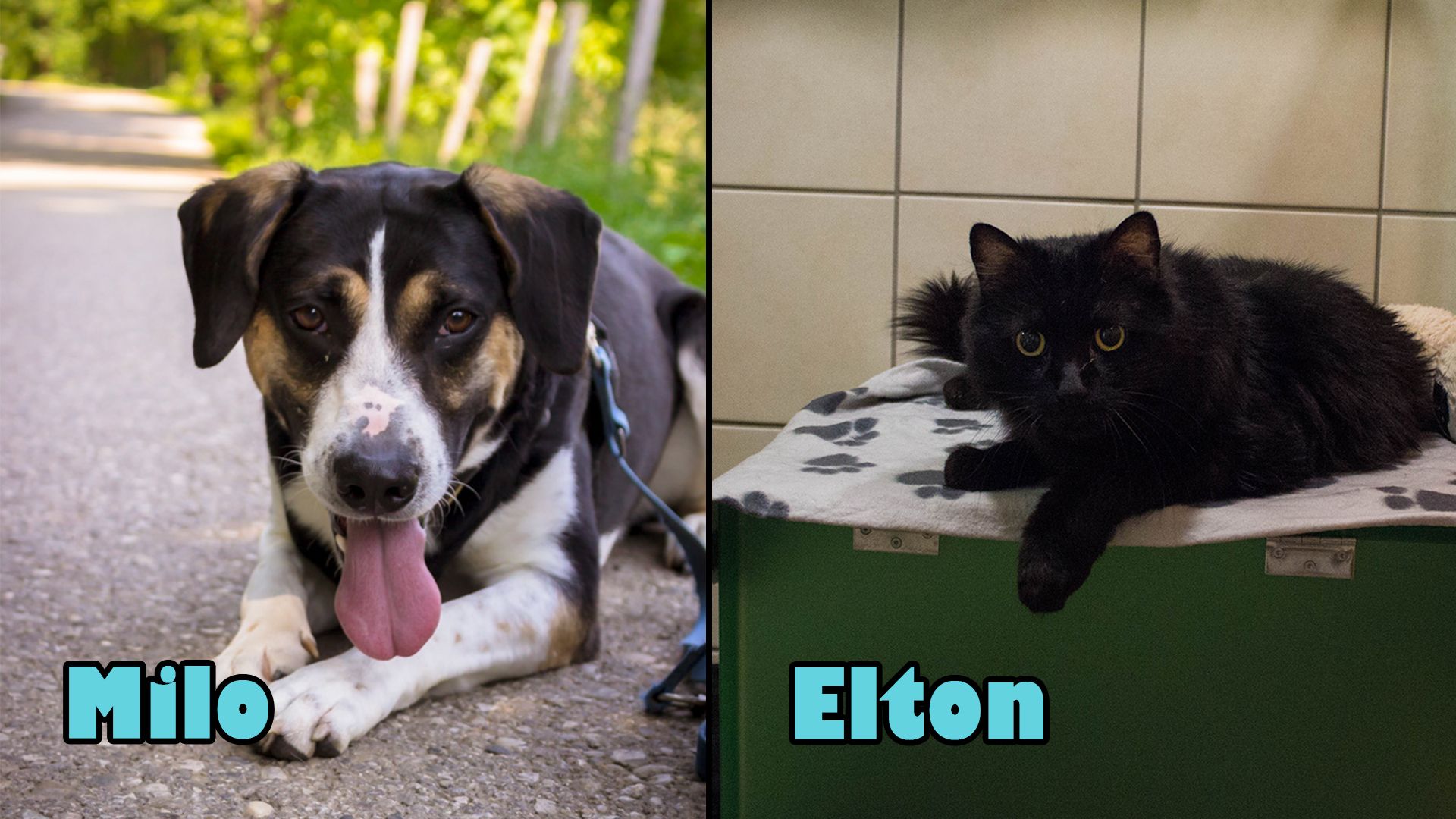 Sowohl der niedliche Rüde 