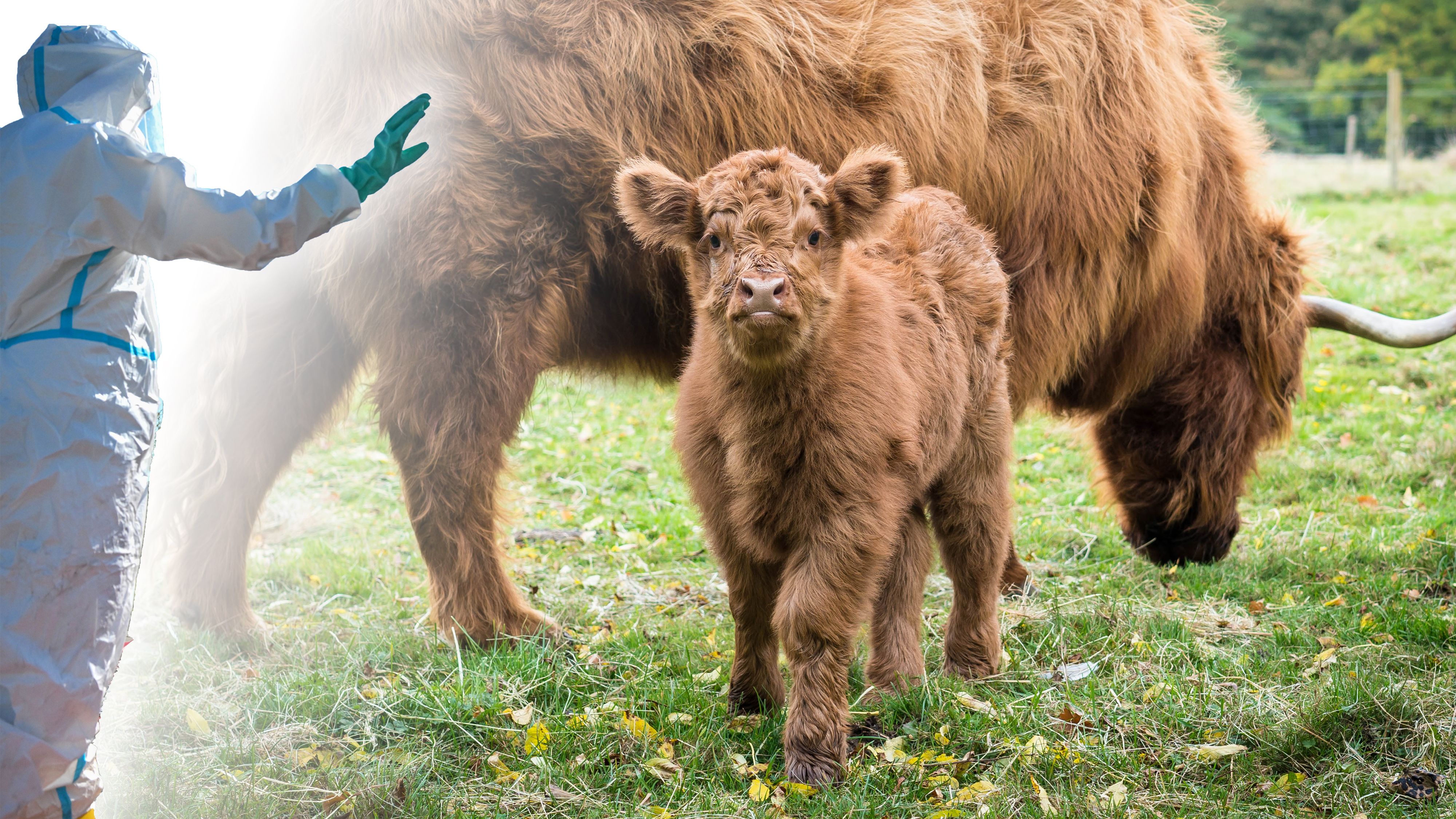 Karin Hubicek hat auf ihrem Bio-Betrieb Hochlandrinder und Mangaliza-Schweine. Die Seuche bereitet ihr große Sorgen.
