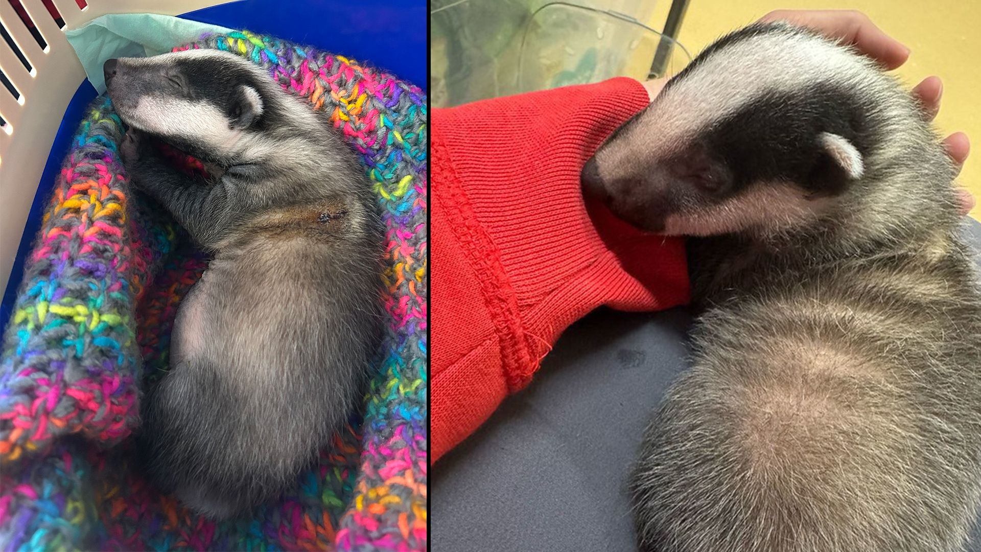 Ach Gott, solche Wildtierkinder sind schon besonders niedlich und jede Rettung wert!