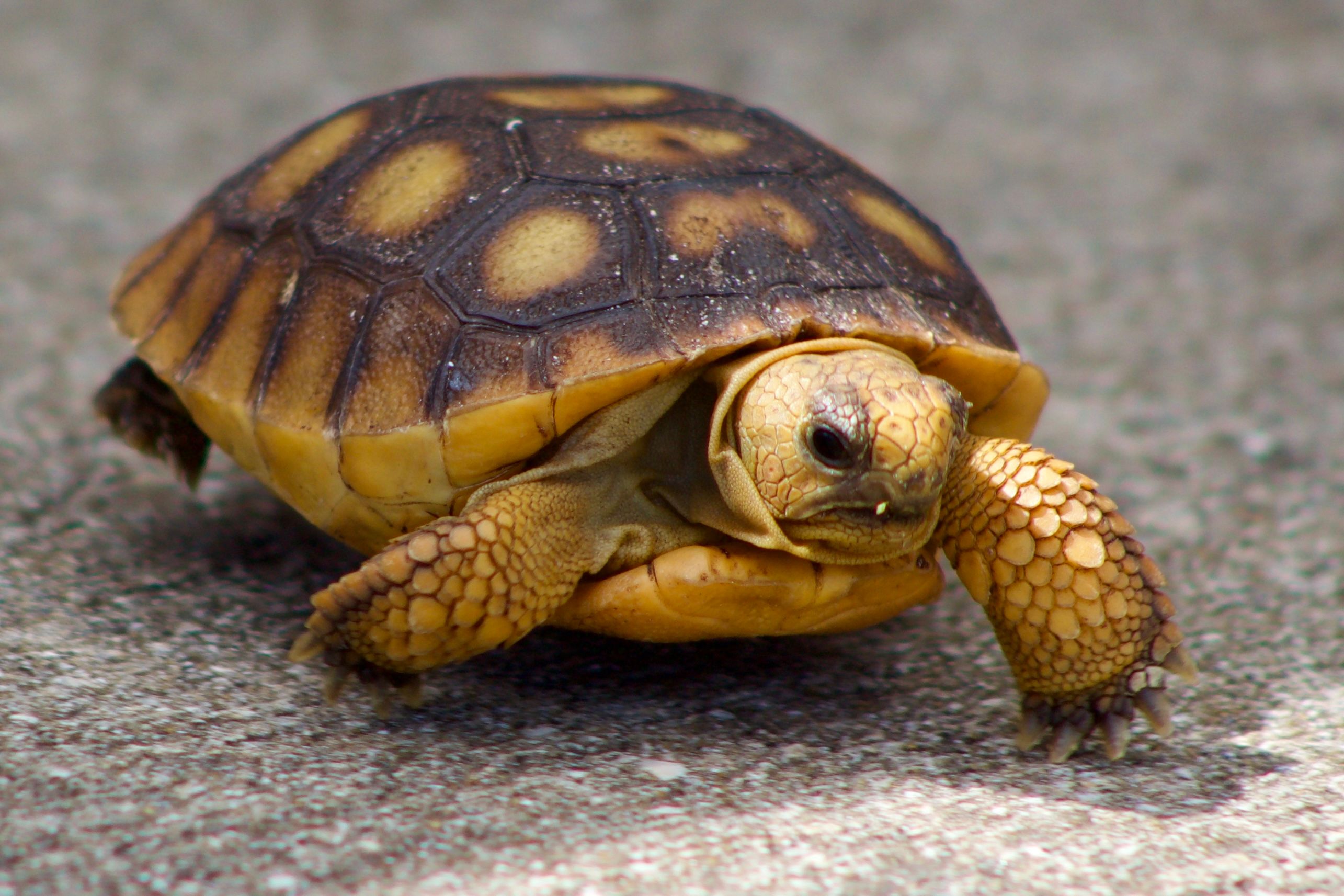 Fahrgast ließ Schildkröte in Uber-Auto liegen.