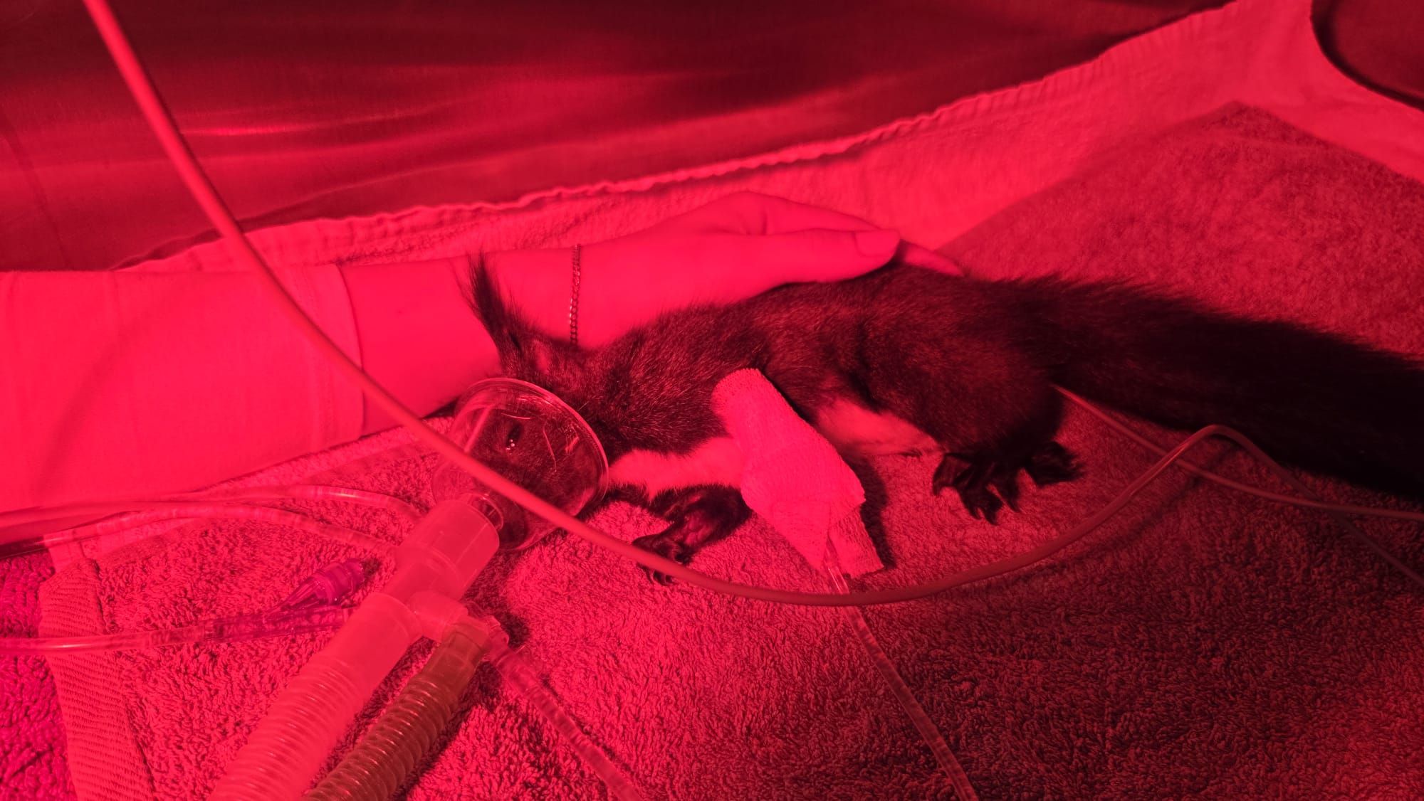 Auf der Tierklinik in Teesdorf kämpft eine Eichhörnchen-Mama ums Überleben – doch wo sind ihre Kinder?