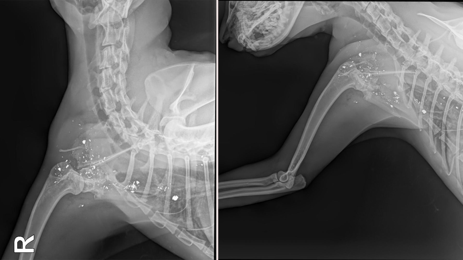 Leider sind viele Blei-Fragmente inoperabel.