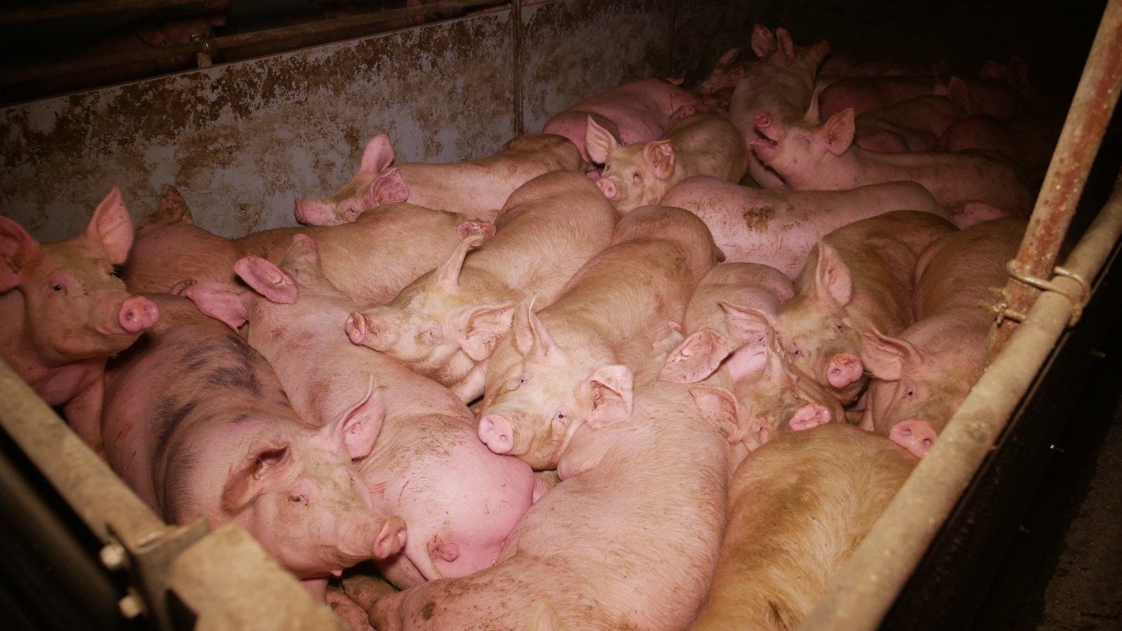 Teilweise werden die Schweine auf so engen Raum gehalten, dass sie sich kaum bewegen können.