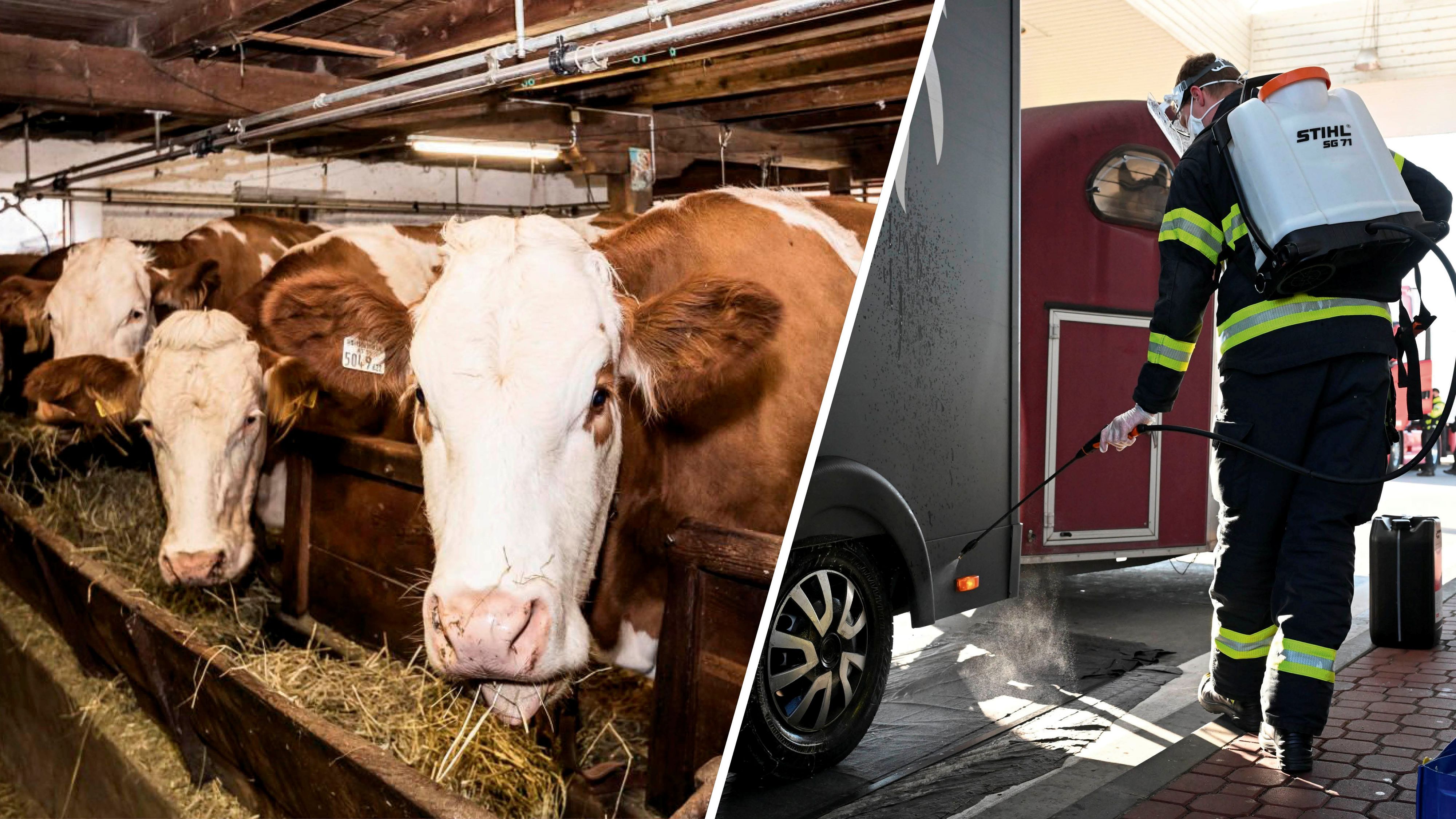 Die Angst vor der Maul- und Klauenseuche ist groß. Ein Landwirt zog jetzt die Konsequenzen. (Symbolbild)