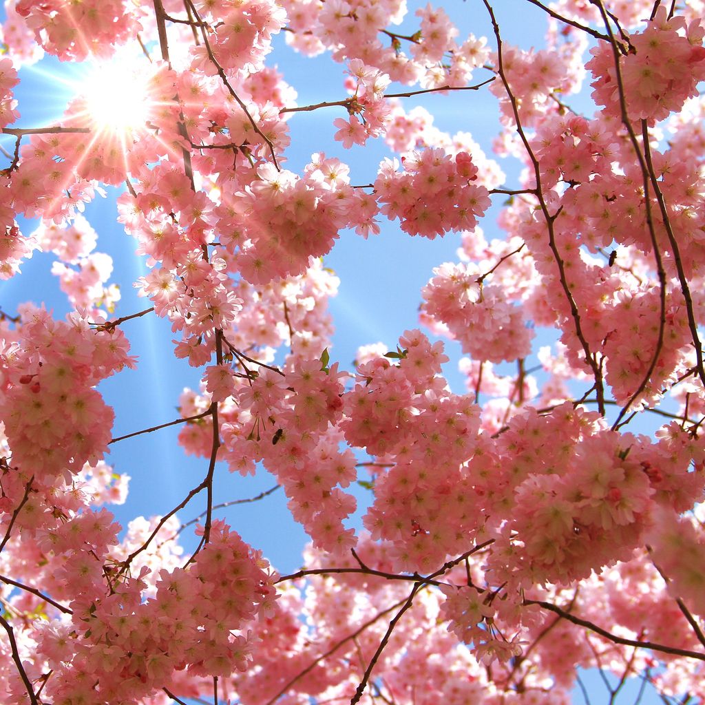 Frostnächte Anfang April in Österreich: Möglicherweise waren 