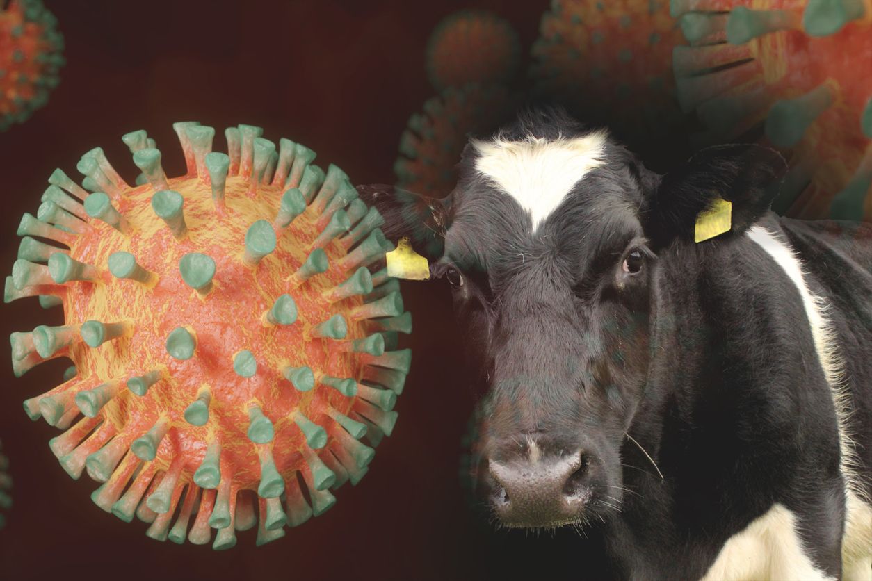 Die Maul- und Klauenseuche ist eine hochansteckende Tierkrankheit, die für Österreich wirtschaftliche Konsequenzen hätte.