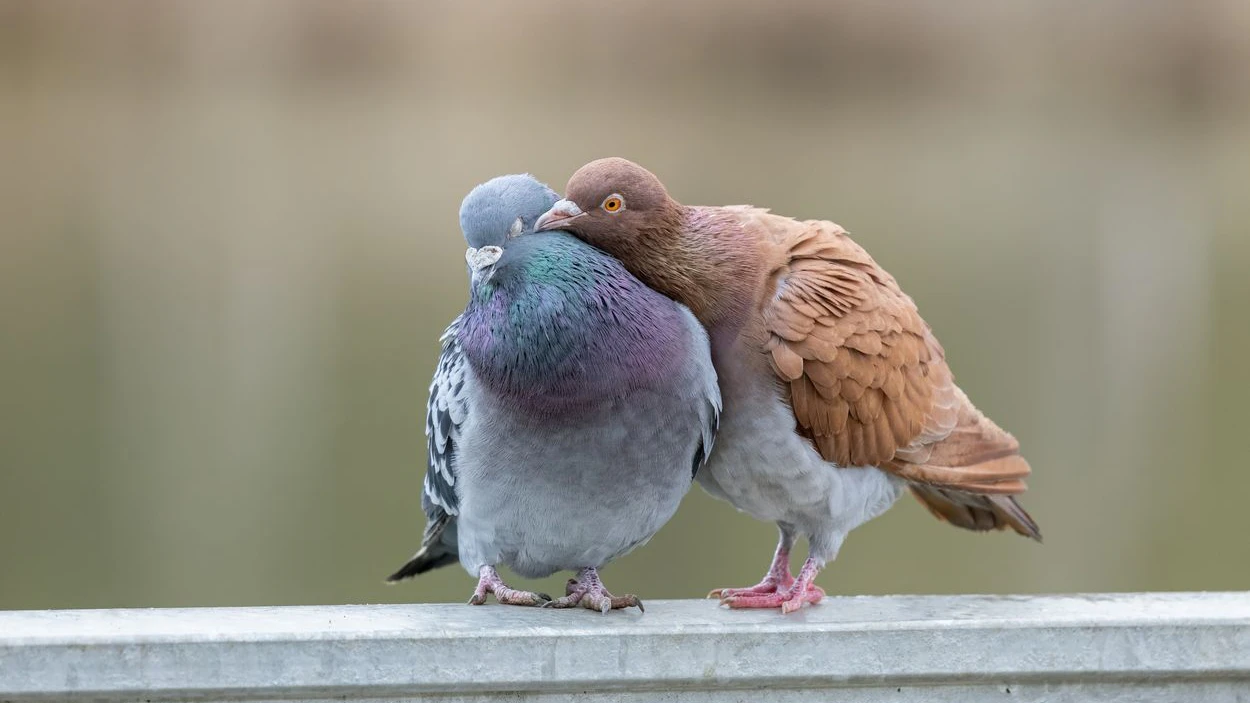 Heute.at - Taubendrama! Lenkt die Stadt Salzburg endlich ein?