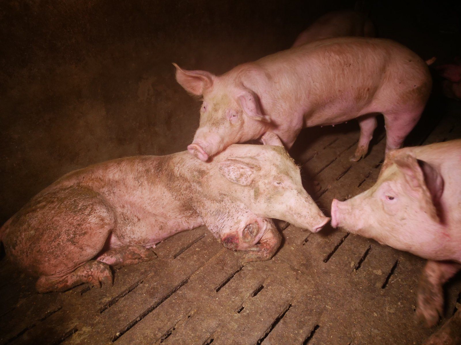 Verletzungen durch die Vollspaltenhaltung oder durch andere Schweine entzünden sich und führen wie in diesem Fall zu massiven Entzündungen. Dieses Schwein hätte dringend separiert und behandelt werden müssen.