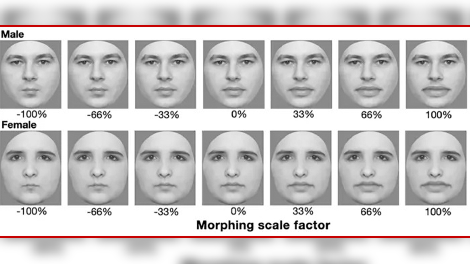 Diese Bilder von Männer- und Frauengesichtern wurden bei den Experimenten verwendet.