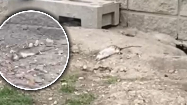 Ratten-Friedhof in Wien! 