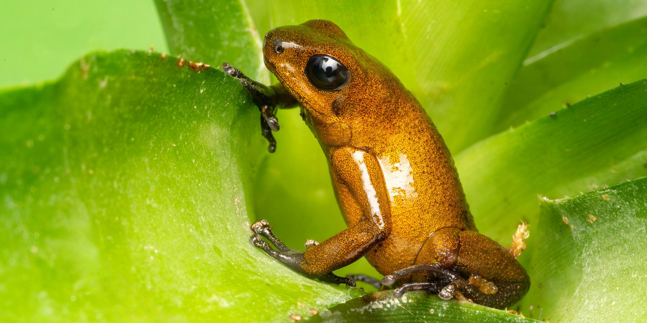 Auch das "Erdbeerfröschchen" wurde beschlagnahmt. 