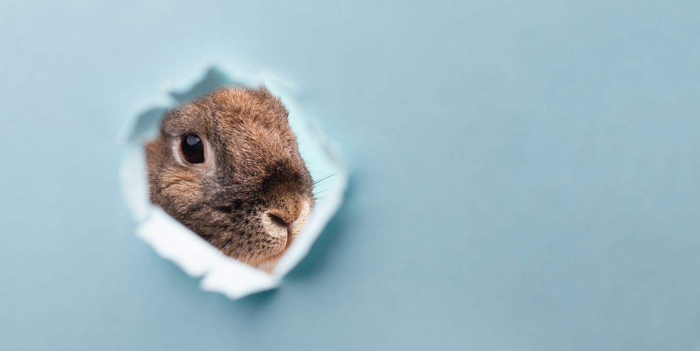Osterbräuche können auch tierfreundlich stattfinden.