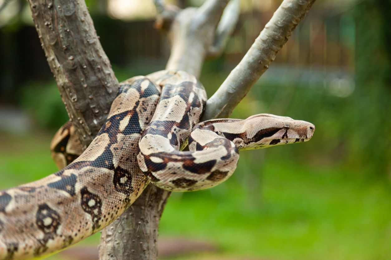 Die Boa constrictor (oder Abgottschlange) ist in Australien nicht heimisch, weshalb man nun versucht das Exemplar zu fangen.