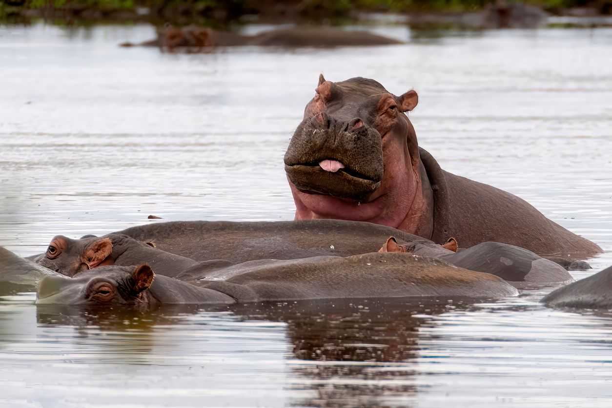Im ältesten Nationalpark von Afrika wurden kürzlich 50 Flusspferde tot aufgefunden.