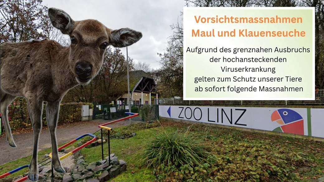 Auch Sikahirsche wie die kürzlich natürlich verstorbene 