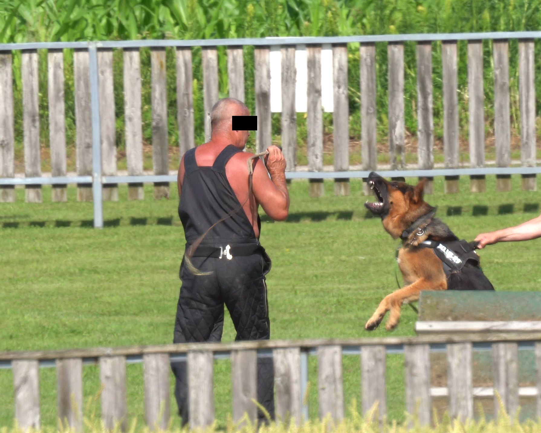 Tierschützer kritisieren den Part das Schutzhundetrainings innerhalb der Gebrauchshundeausbildung.