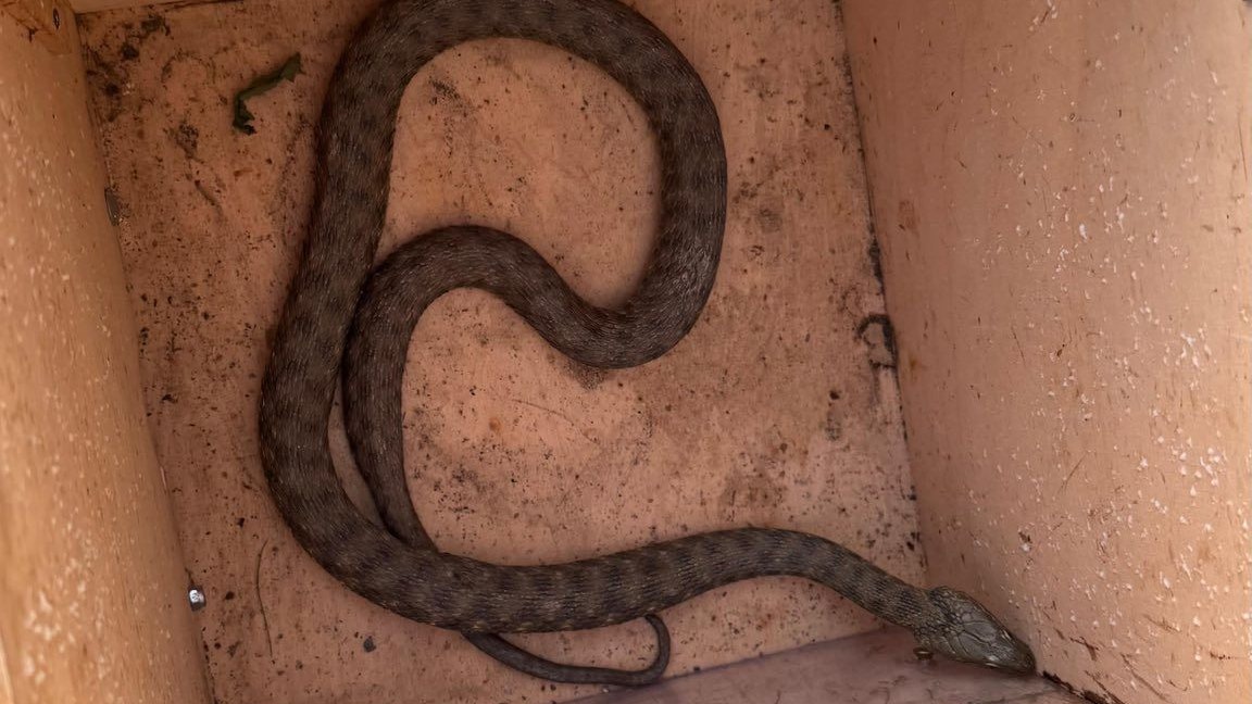 Die Feuerwehr verfrachtete das Reptil in einer Holzkiste nach Hause.