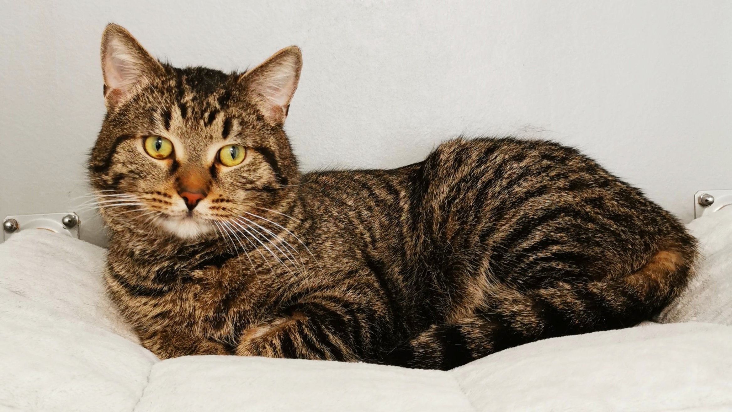 Bentley ist ein verschmuster und anhänglicher Kater, bei Menschen anfangs jedoch vorsichtig.