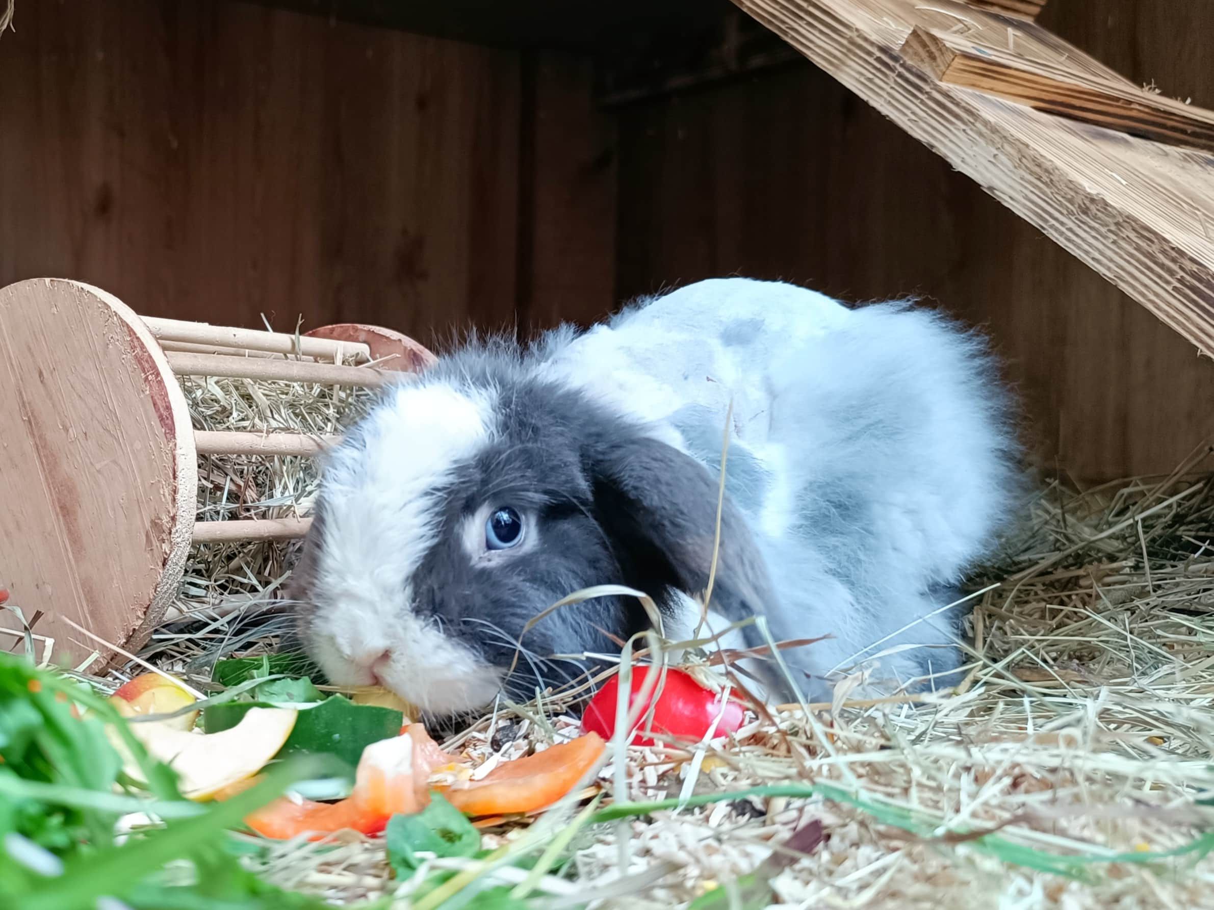 Kaninchen Sunny darf sich zu Ostern ausruhen und muss keine Eier verstecken.