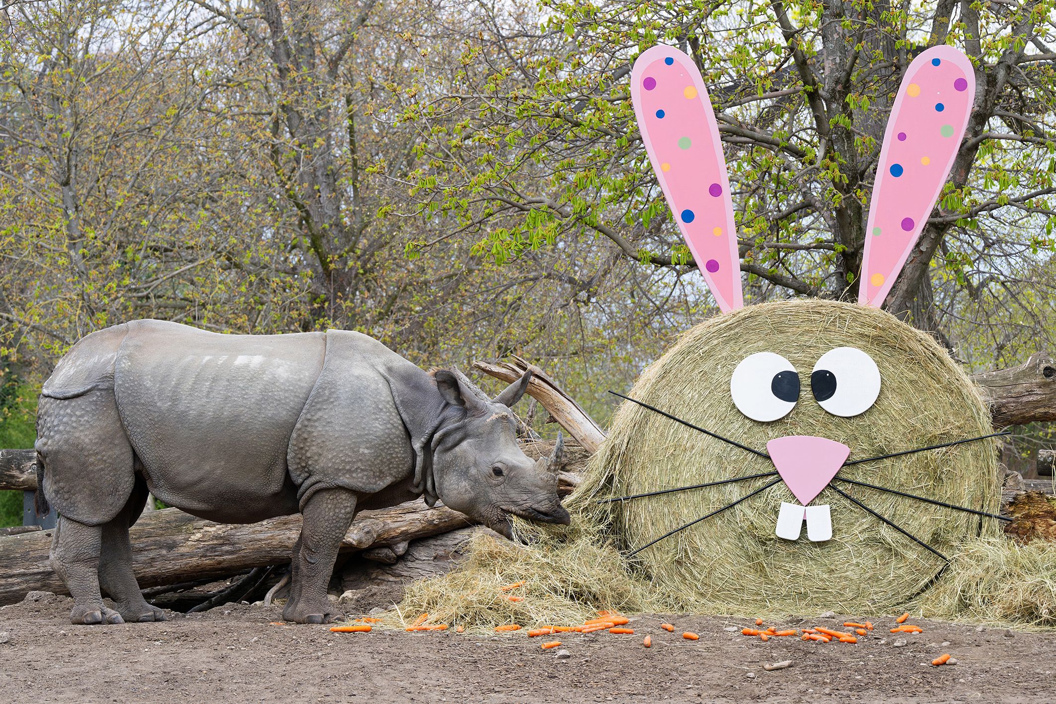 Das Nashornmädchen in Schönbrunn hat den 