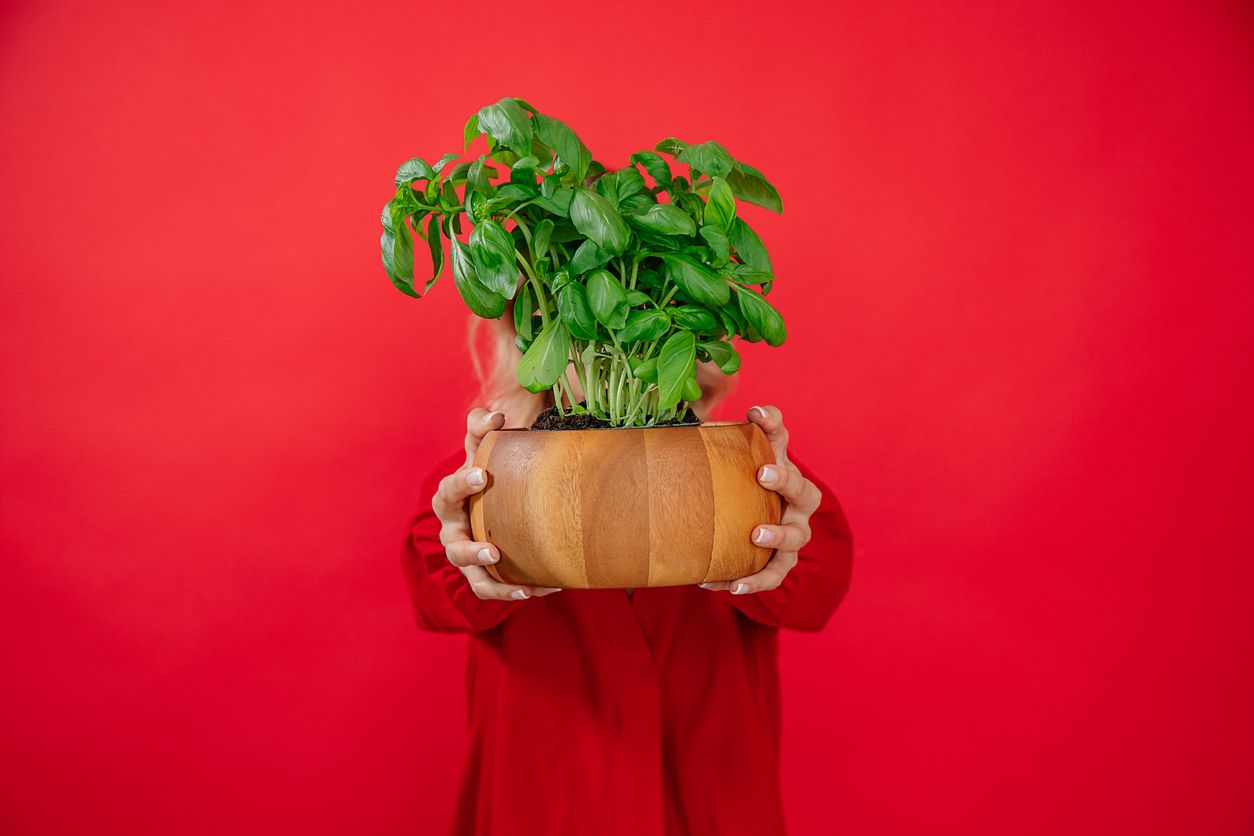 Dein Basilikum stirbt, wenn man die Pflanze nur schon schräg anschaut? Wir haben hier neun Tipps, die das hoffentlich verhindern.