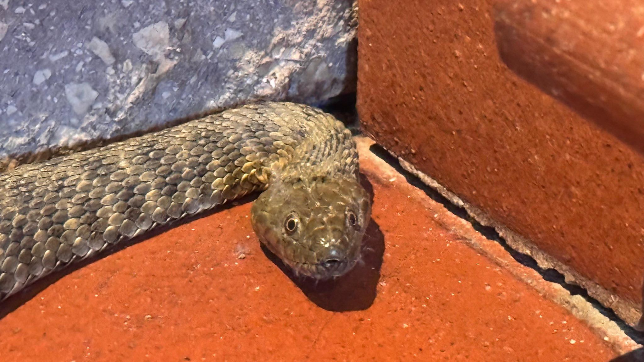 Da machte sie große Augen: Die Berufsfeuerwehr Linz brachte die 1,5m lange Würfelnatter zurück in ihr eigenes Zuhause.