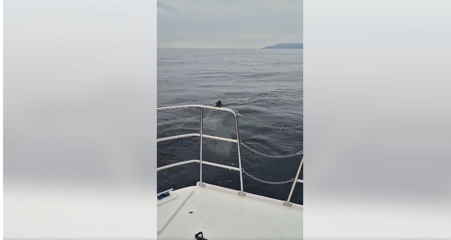 Der Riesenhai wurde vor der kroatischen Küste gesichtet.