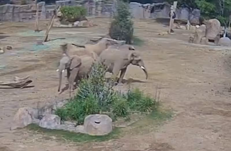Erdbeben der Stärke 5,2: Die Elefanten bilden im San Diego Zoo einen schützenden Kreis. (14. April 2025)