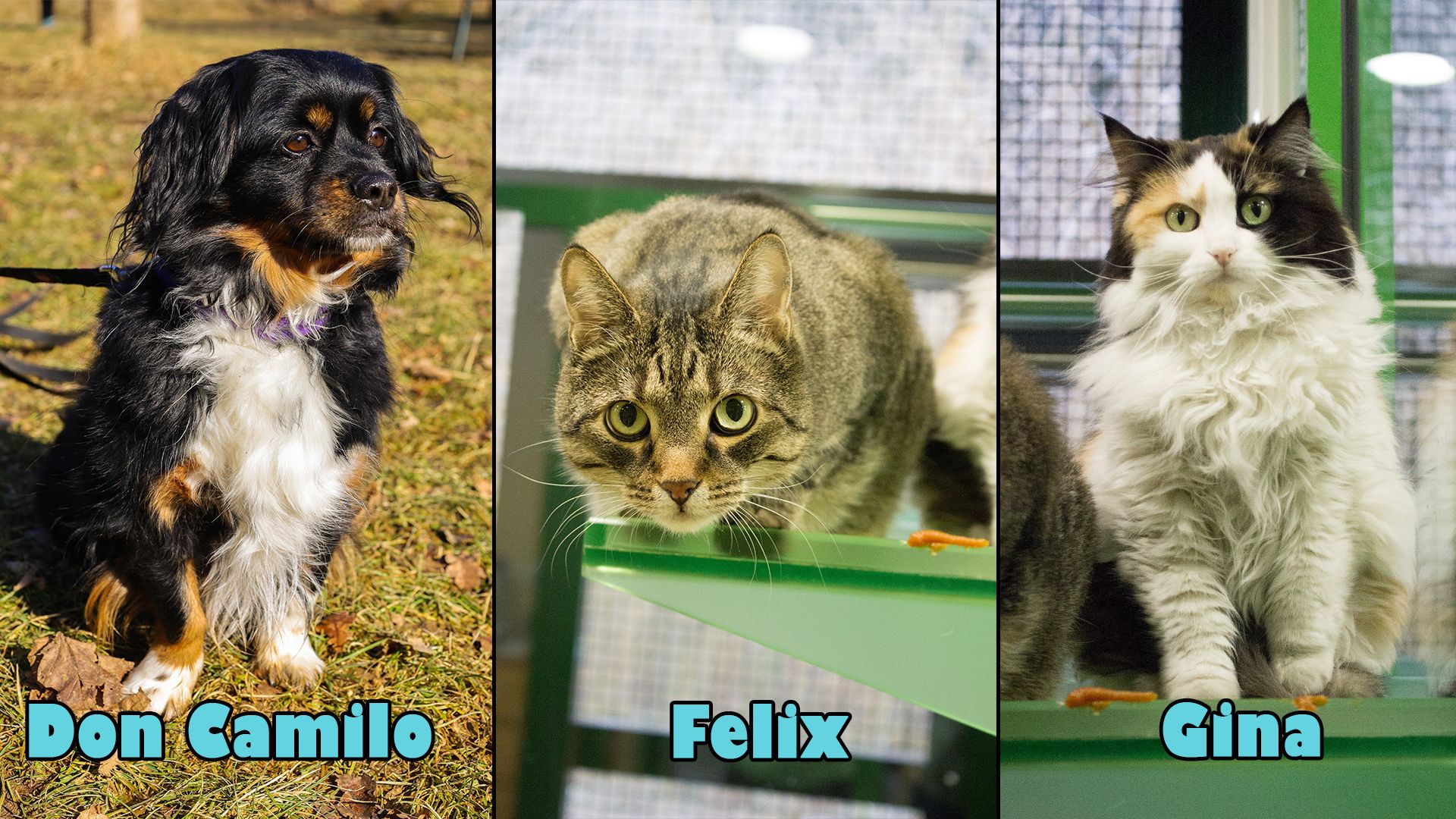 Diese Kalenderwoche suchen gleich drei Schützlinge des Tierheims Klagenfurt ein liebevolles Zuhause.