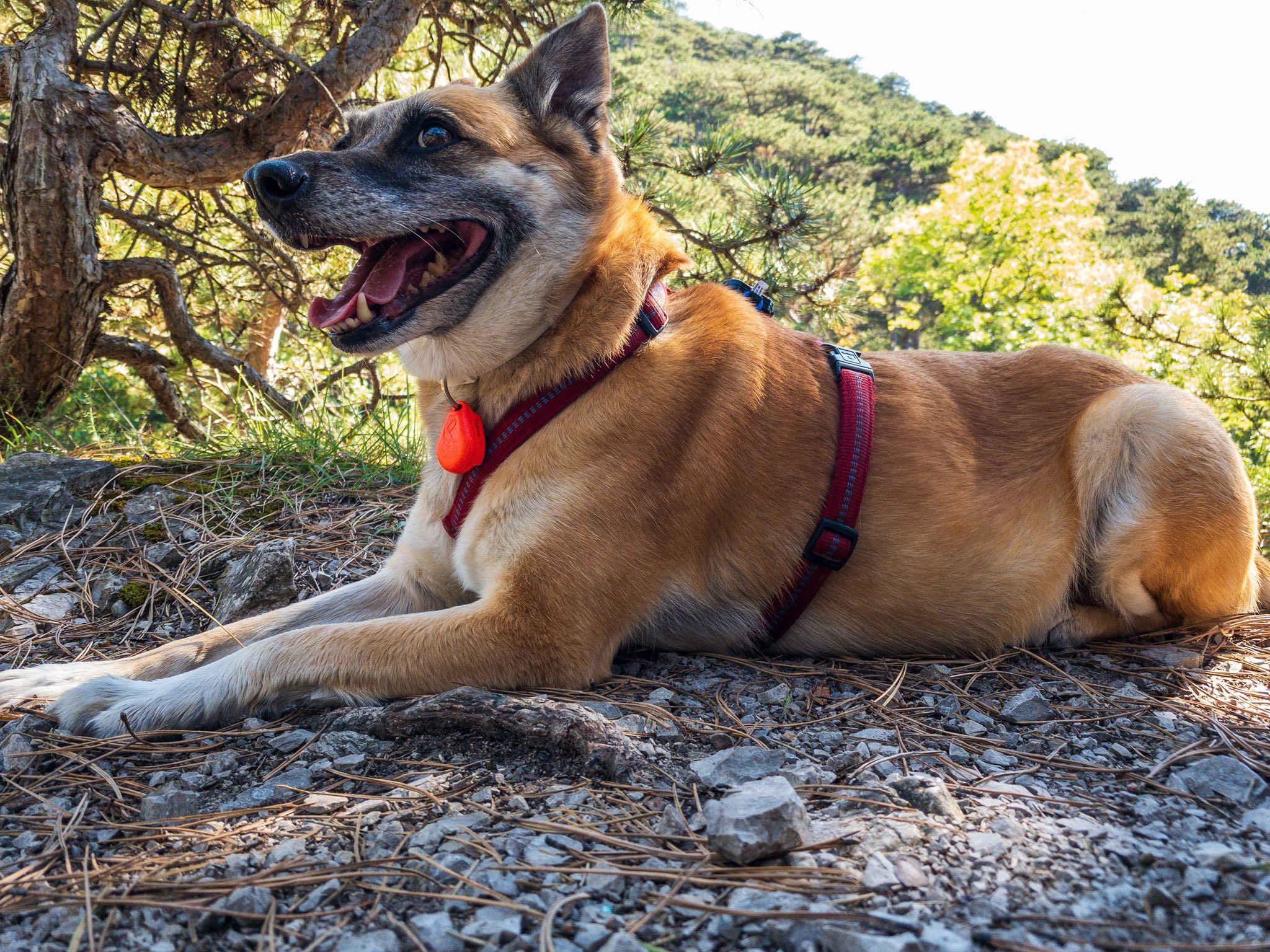 Hundedame Minta sucht ein neues zu Hause, ihre Besitzerin ist schwer krank.