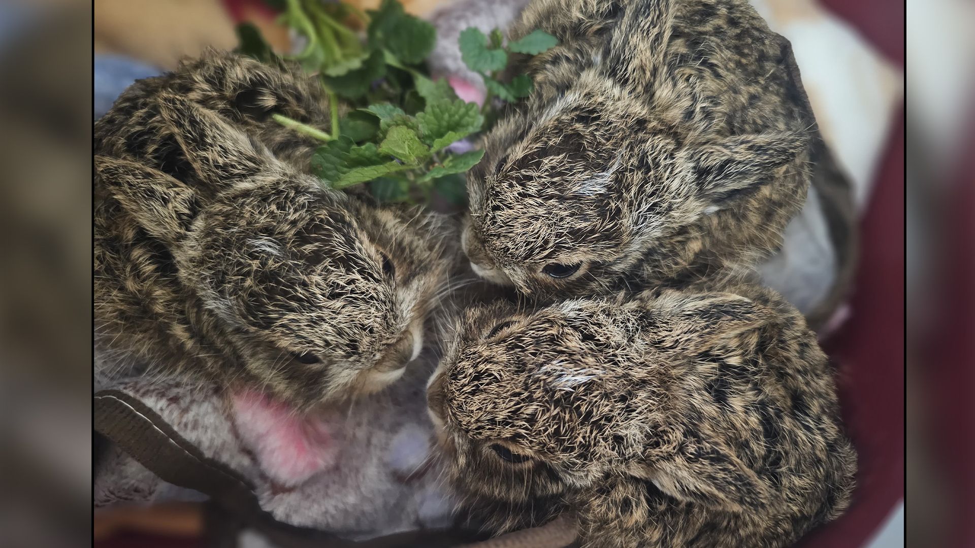 Die kleinen Mümmler saßen mitten auf dem Fußballplatz.