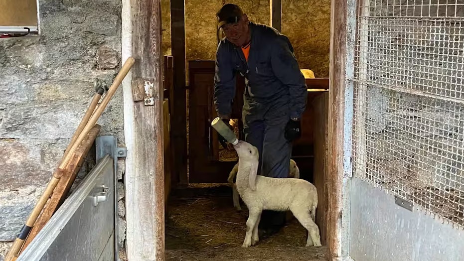 Rene (63) mit einem Lamm.