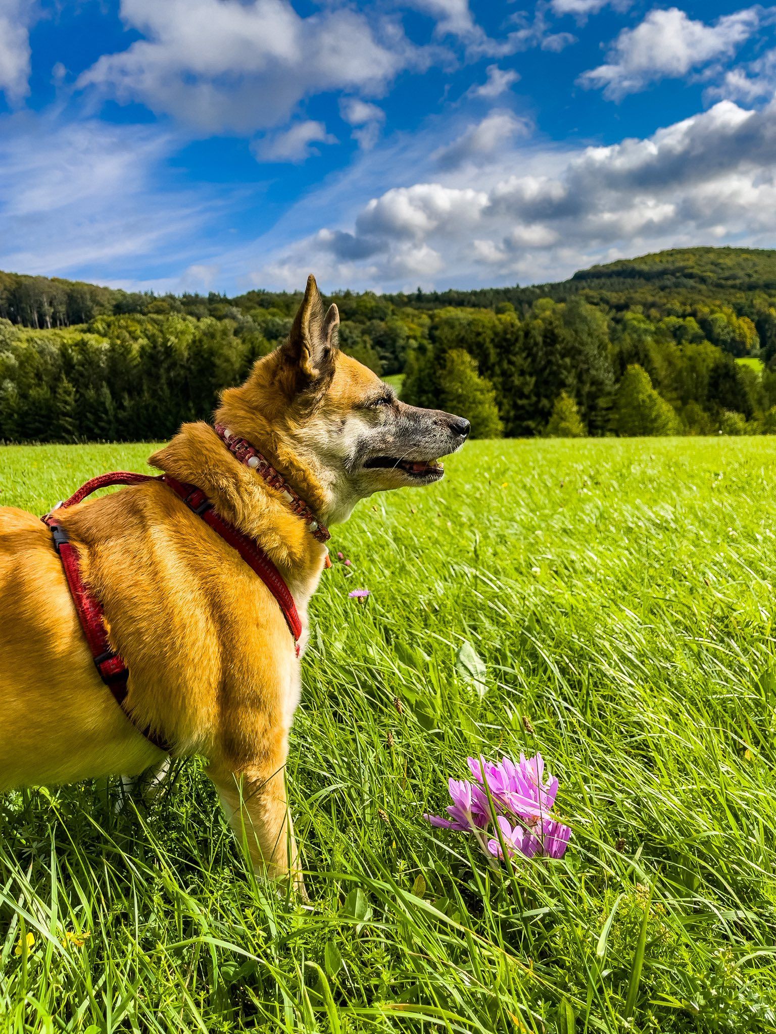 Vielleicht kann Minta bald zu ihrer Besitzerin zurück.