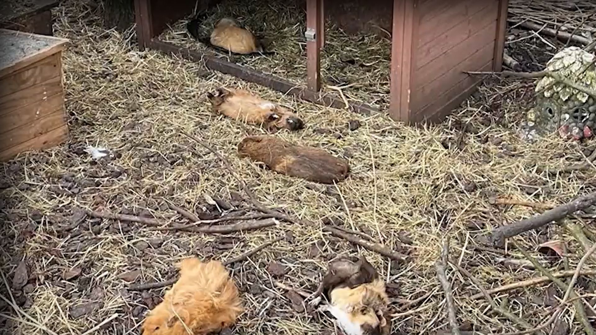 12 Meerschweinchen und Hühner wurden brutal erschlagen.