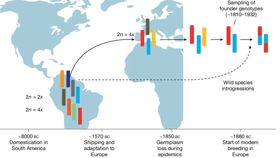 Die historische Reise der Kartoffel