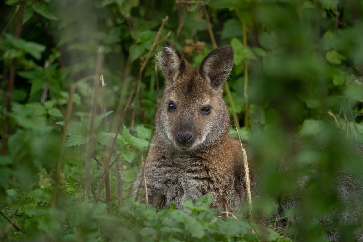 Das Bennett-Känguru wurde ganz alleine, nur mit Schafen gehalten.
