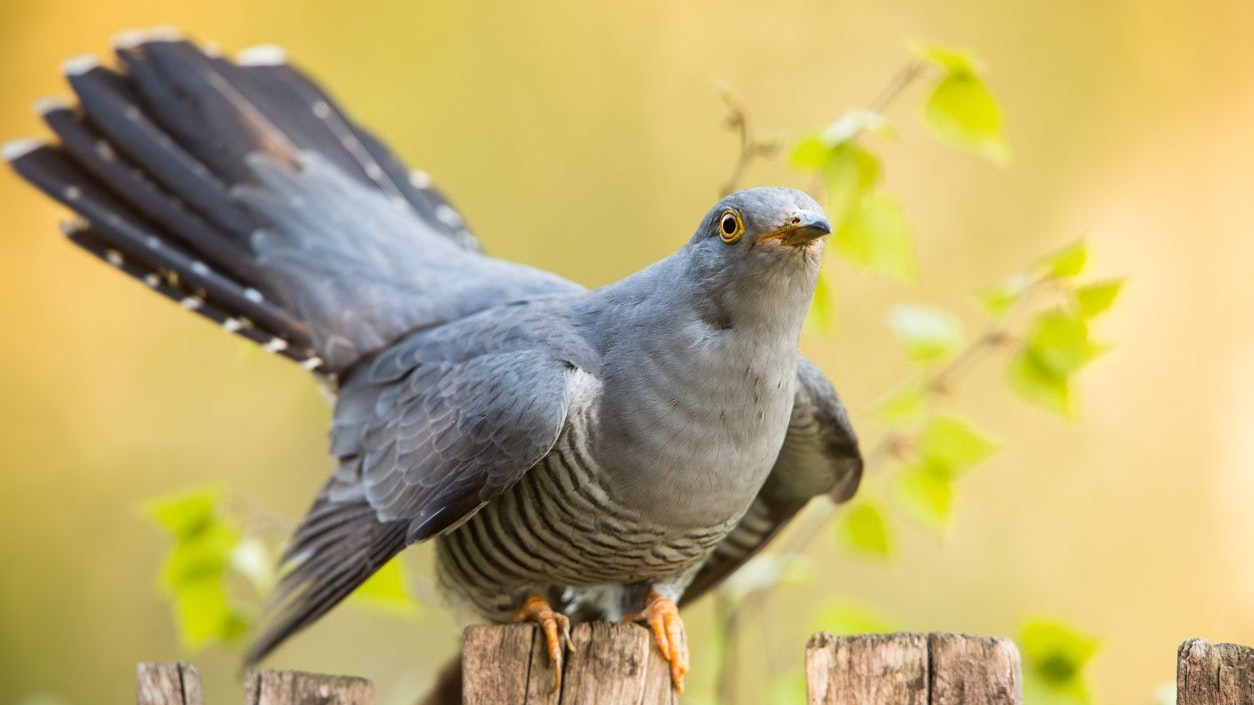 Der Kuckuck wird auf den ersten Blick oft mit einer Taube verwechselt. 