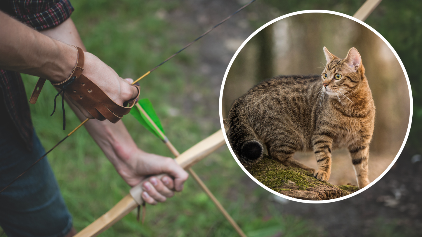 Die Polizei vermutet einen Zusammenhang zwischen einem Bogenschützen mit dem Tod zweier Katzen im Bezirk Braunau. (Symbolbild)