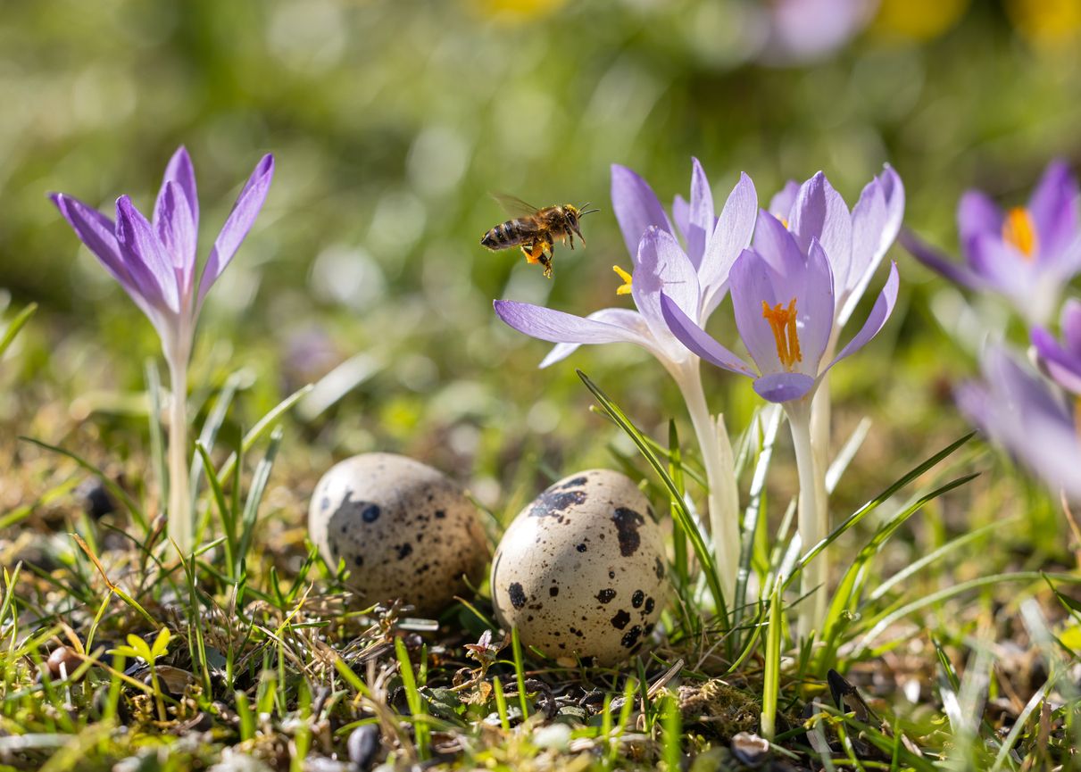 Die Ostereiersuche findet heuer bei bis zu 25 Grad statt. (Symbolbild)